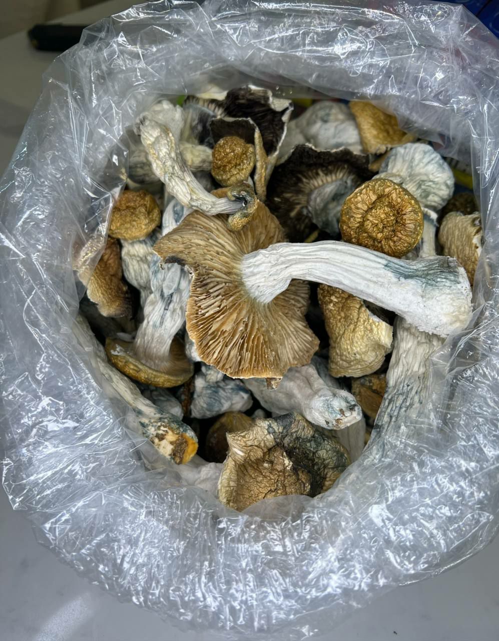 Albino P Shrooms available